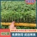 云南当归苗有带土的也可以净苗子产地直销成活高