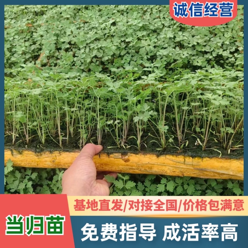 云南当归苗有带土的也可以净苗子产地直销成活高