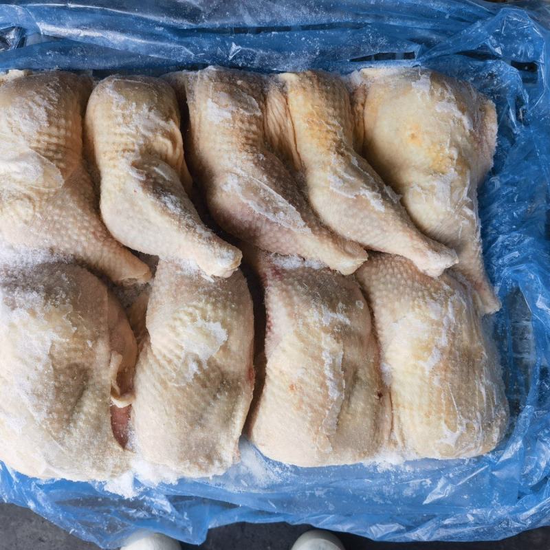 种母鸡排腿