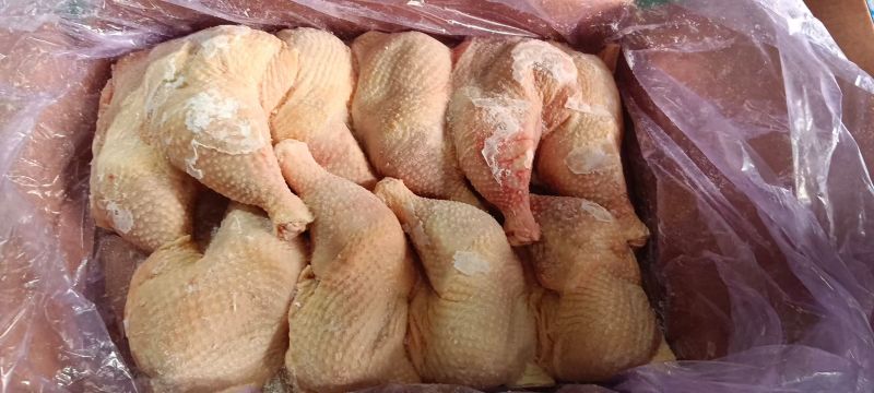 种母鸡排腿