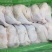 种母鸡排腿