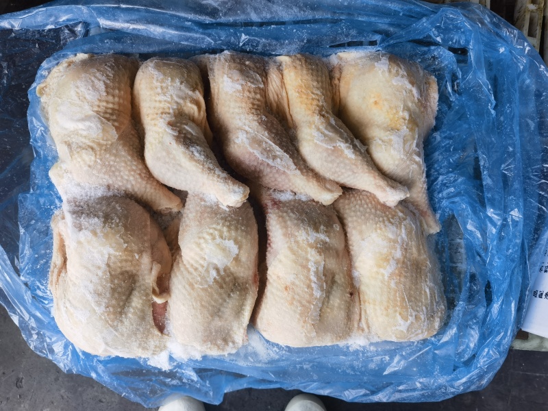 种母鸡排腿