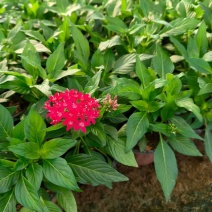 繁星花五星花产地直发