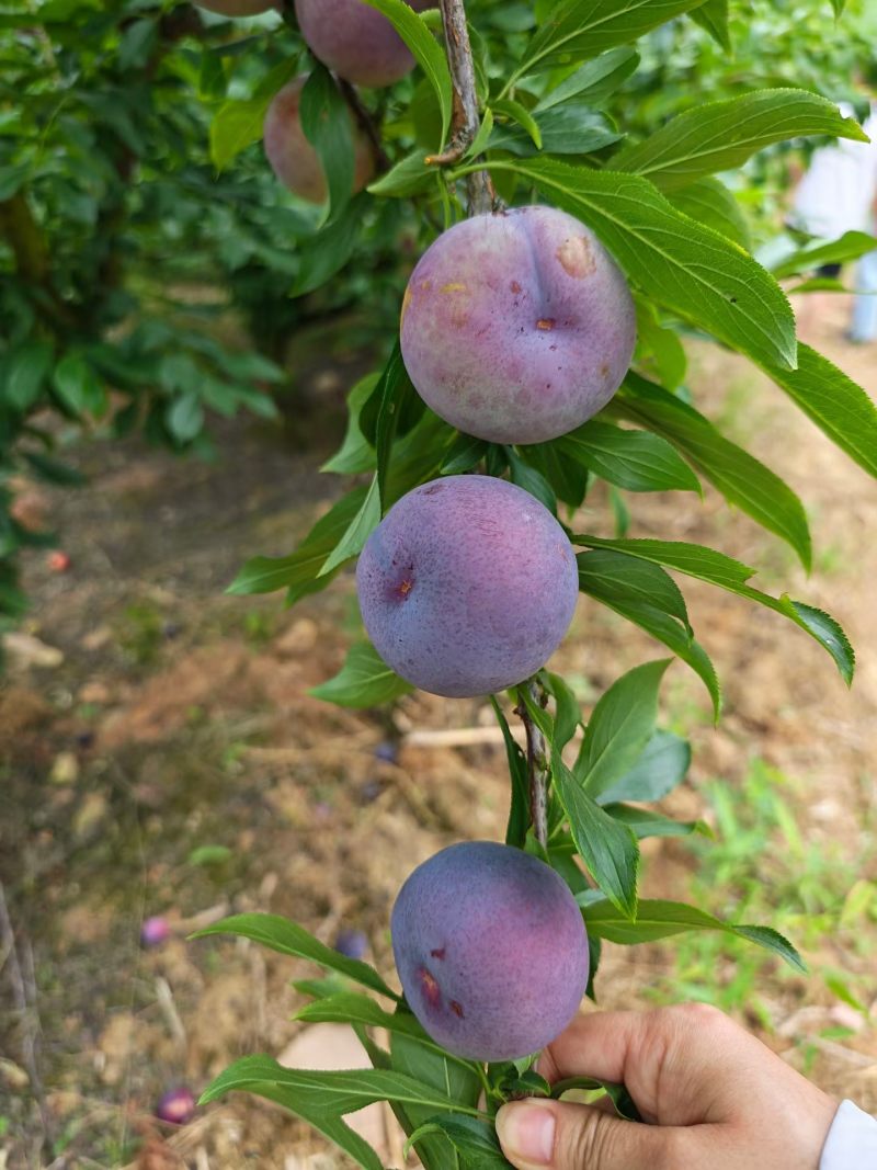 风味玫瑰李子