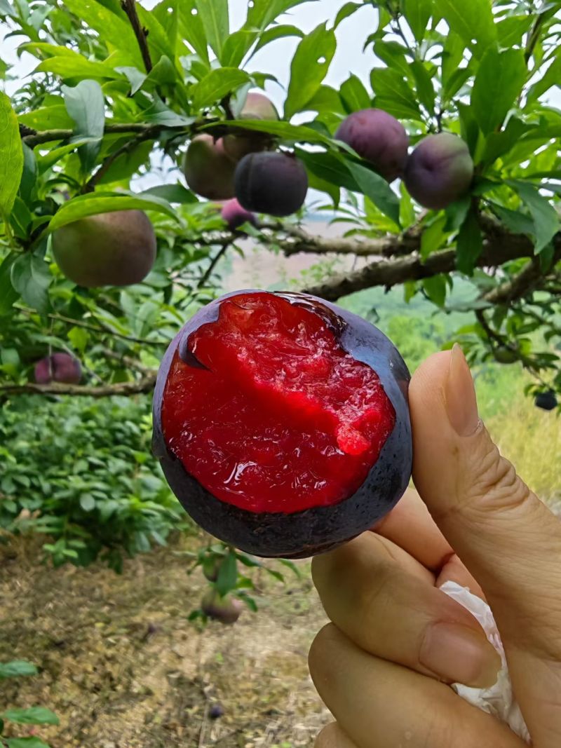 风味玫瑰李子