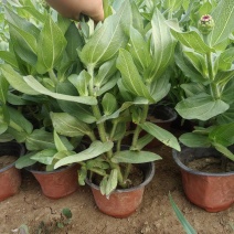 百日草（步步高）青州基地时令草花