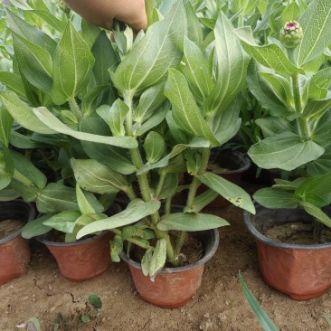 百日草（步步高）青州基地时令草花
