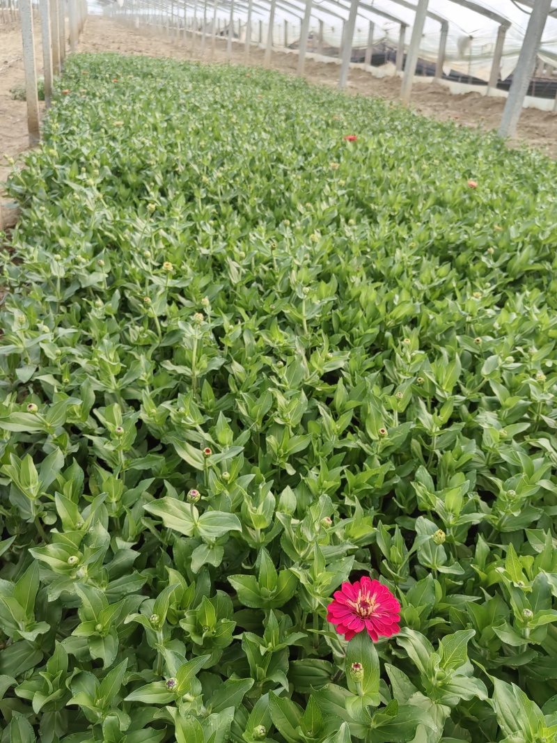 百日草（步步高）青州基地时令草花