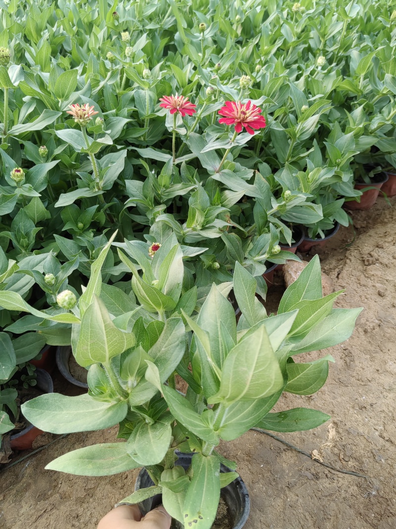 百日草（步步高）青州基地时令草花