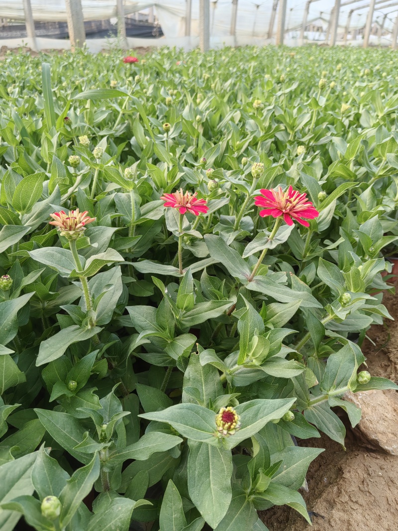 百日草（步步高）青州基地时令草花