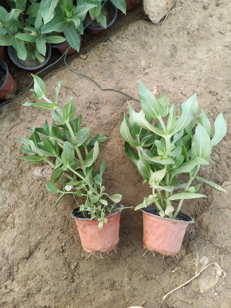 百日草（步步高）青州基地时令草花