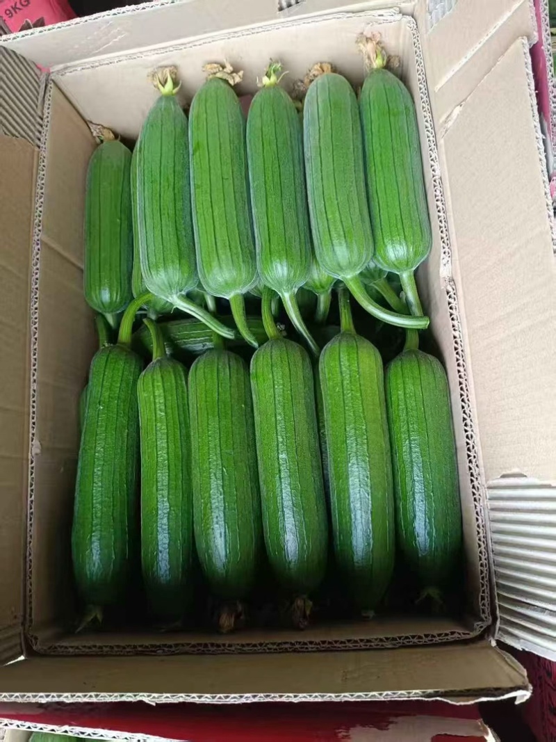 丝瓜油皮丝瓜