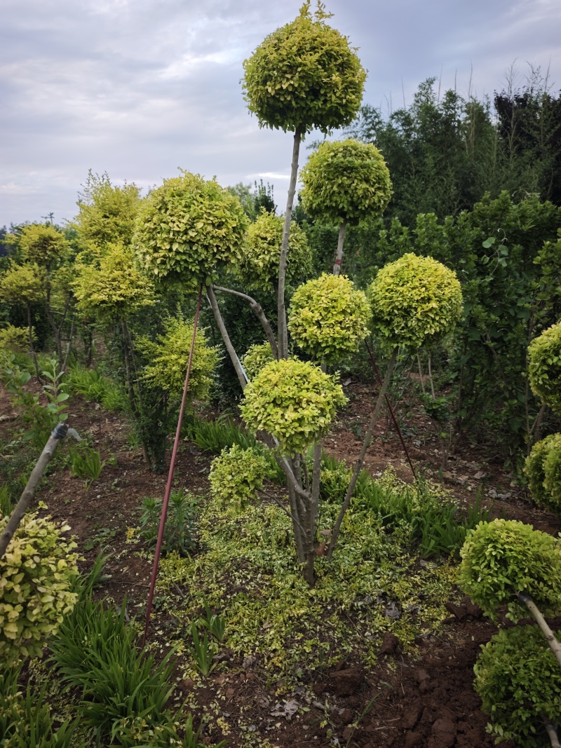 亮晶造型树，庭院别墅设计，欣赏度高。