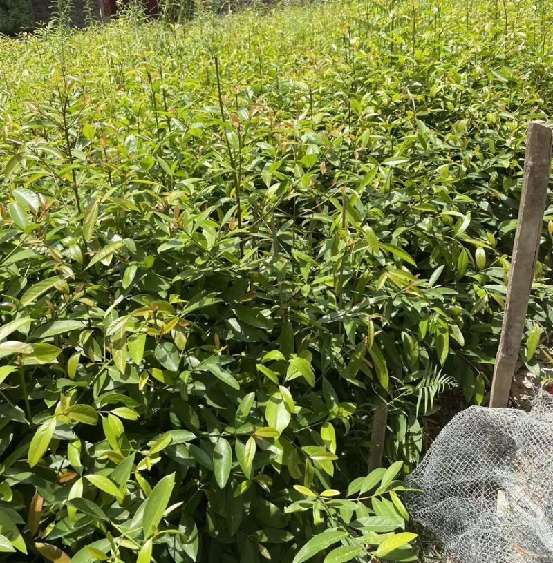 实生苗岭南黄金山竹树苗杯苗80cm-100cm