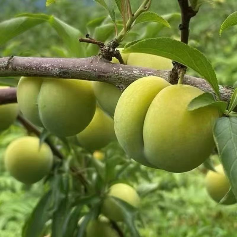 贵州镇宁六马蜂糖李