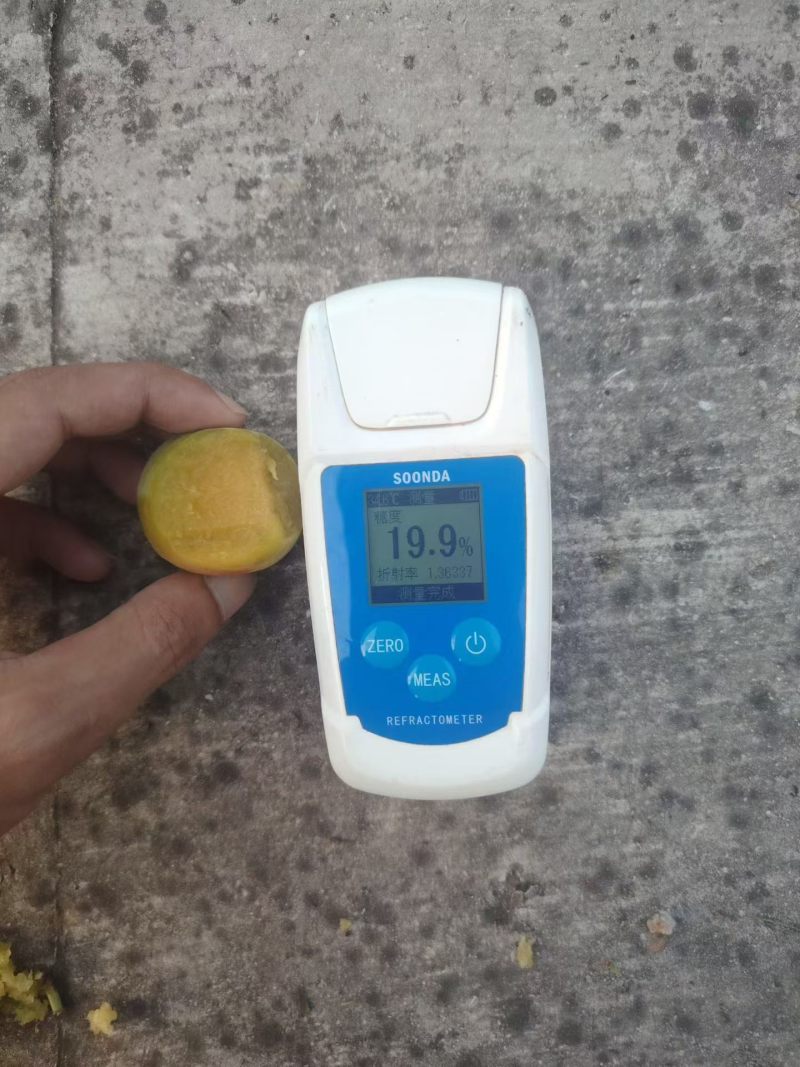 贵州镇宁六马蜂糖李