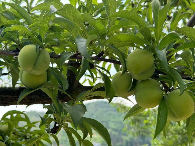 贵州镇宁六马蜂糖李