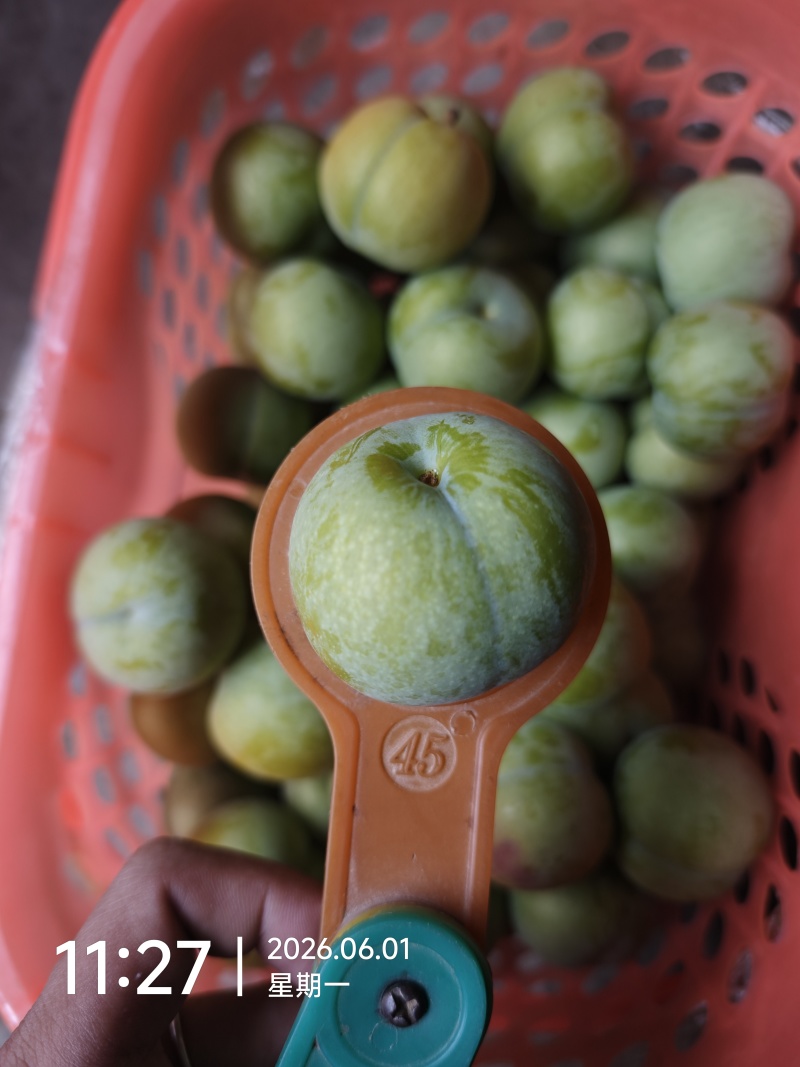 贵州镇宁六马蜂糖李