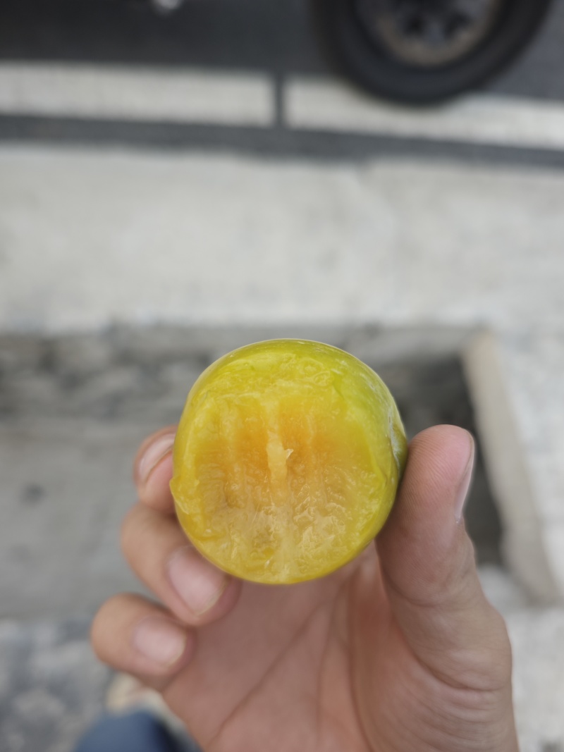 贵州镇宁六马蜂糖李