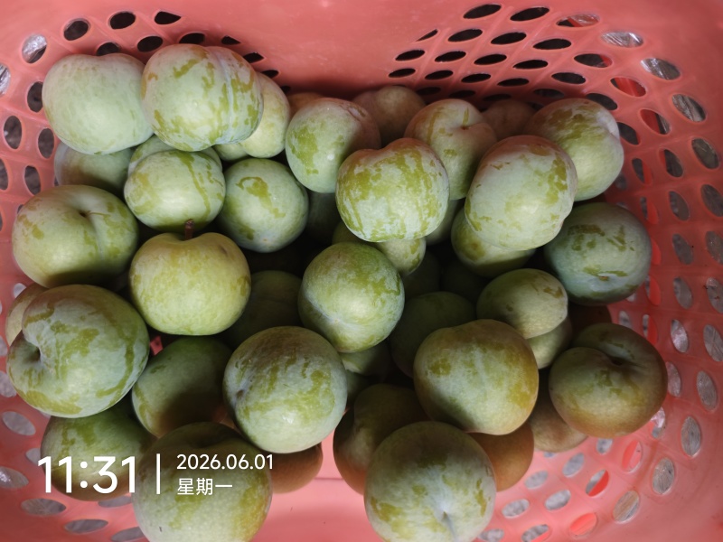 贵州镇宁六马蜂糖李