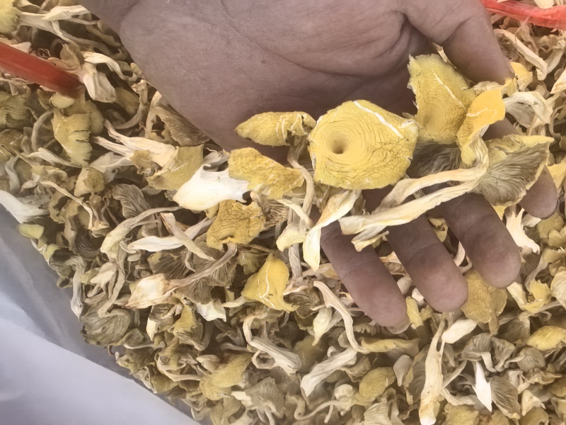 榆黄菇，干品