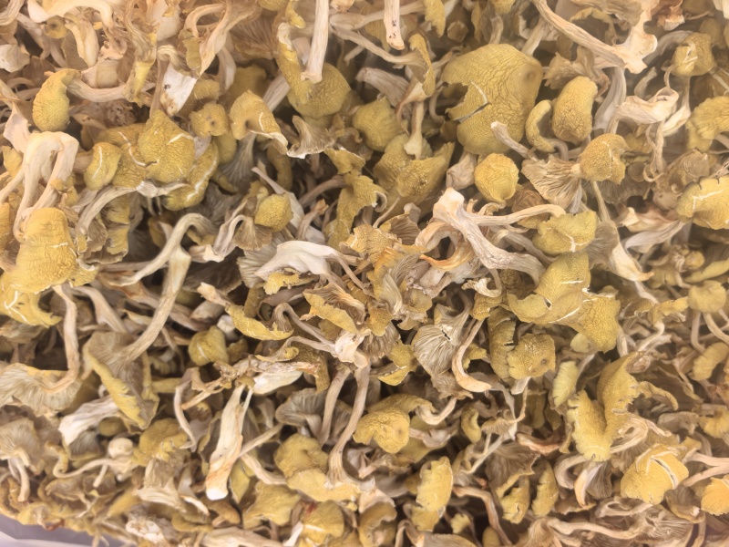 榆黄菇，干品