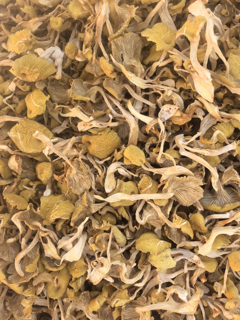 榆黄菇，干品