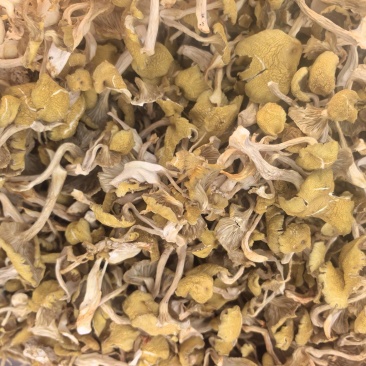 榆黄菇，干品
