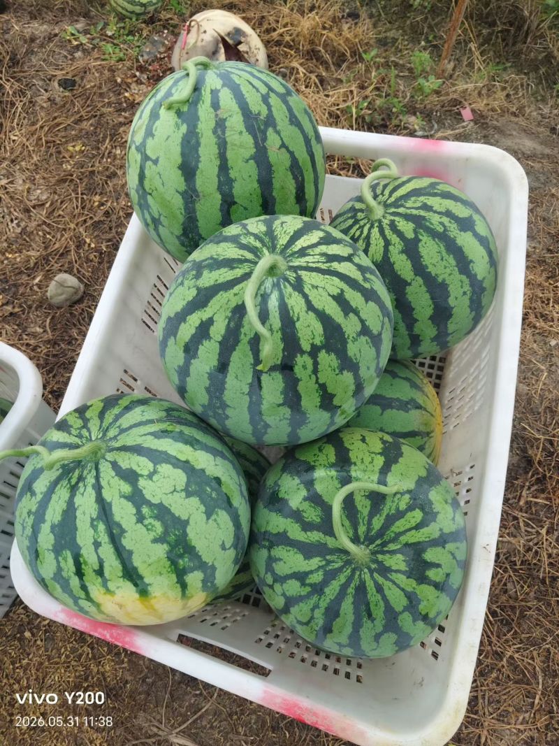 四川省大棚美都西瓜大量走货中