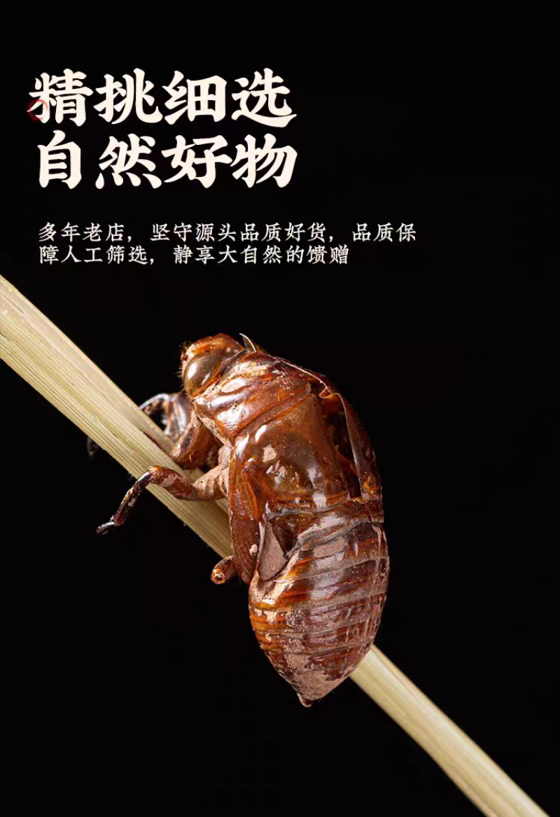 包邮）野生蝉蜕蝉脱中药材蝉蜕壳蝉壳蝉衣蝉皮蝉退虫