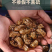 包邮）野生蝉蜕蝉脱中药材蝉蜕壳蝉壳蝉衣蝉皮蝉退虫