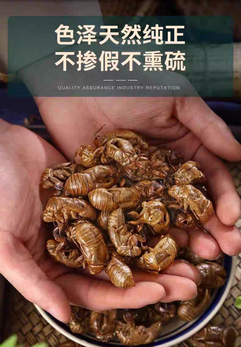 包邮）野生蝉蜕蝉脱中药材蝉蜕壳蝉壳蝉衣蝉皮蝉退虫