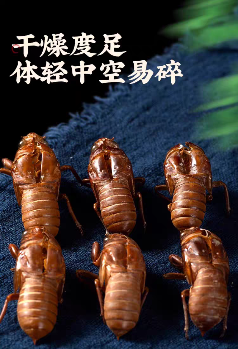 包邮）野生蝉蜕蝉脱中药材蝉蜕壳蝉壳蝉衣蝉皮蝉退虫
