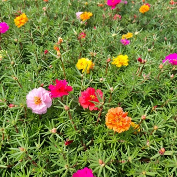 半枝莲重瓣太阳花基地货源
