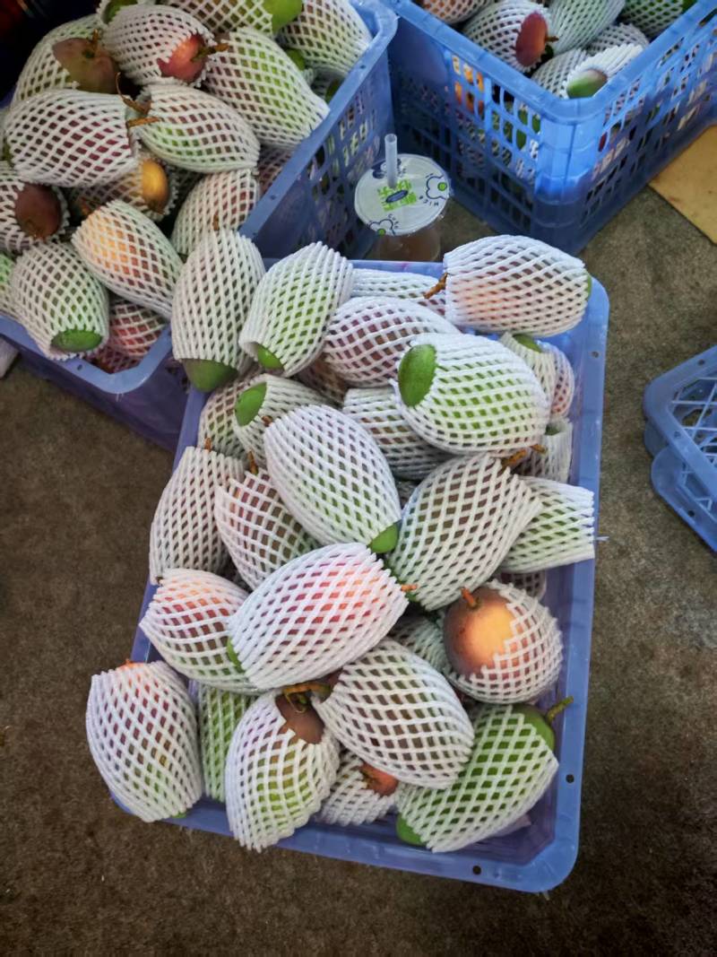 广西热带贵妃芒，100克起，大量上市，高山种植皮薄肉厚甜蜜多