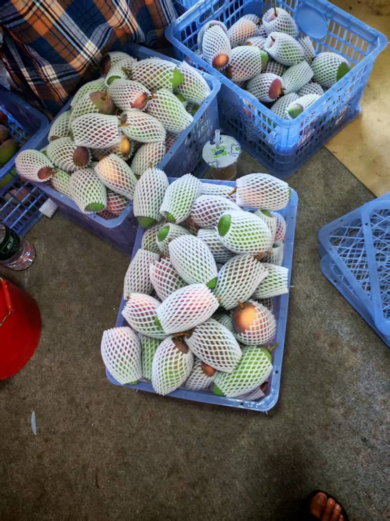 广西热带贵妃芒，100克起，大量上市，高山种植皮薄肉厚甜蜜多
