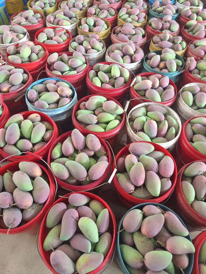 广西热带贵妃芒，100克起，大量上市，高山种植皮薄肉厚甜蜜多
