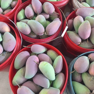 广西热带贵妃芒，100克起，大量上市，高山种植皮薄肉厚甜蜜多