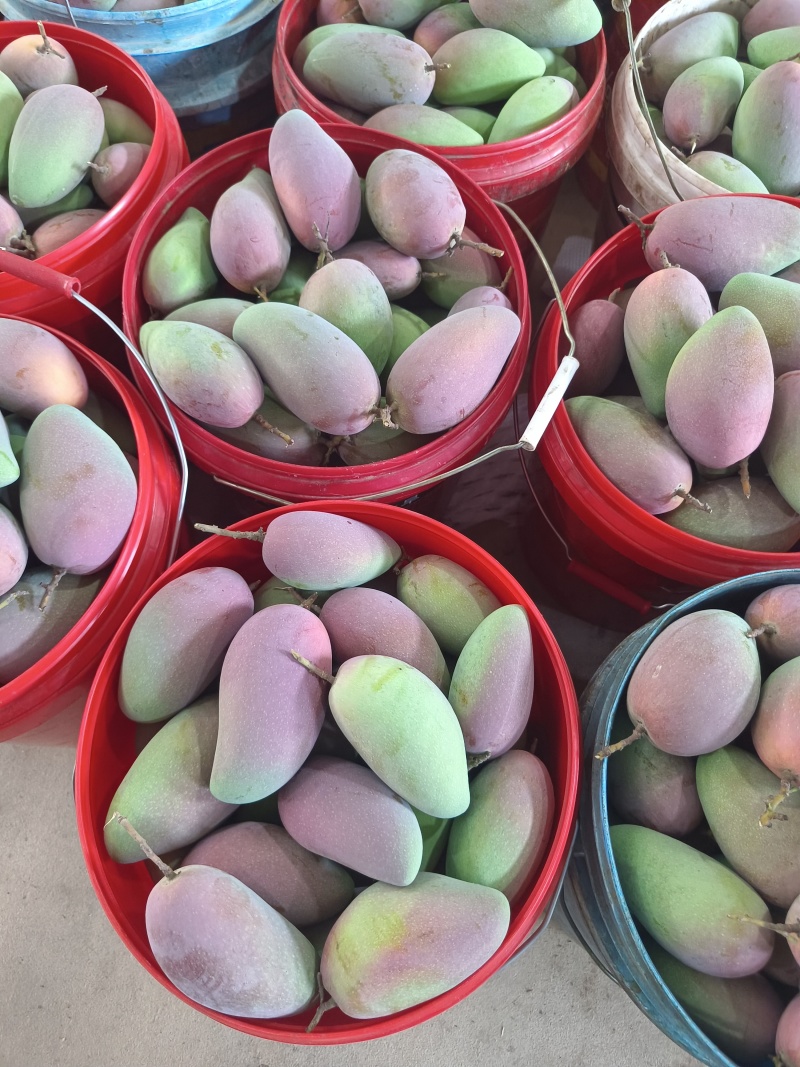 广西热带贵妃芒，100克起，大量上市，高山种植皮薄肉厚甜蜜多