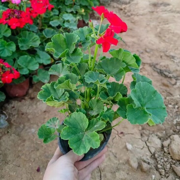 天竺葵青州基地直发