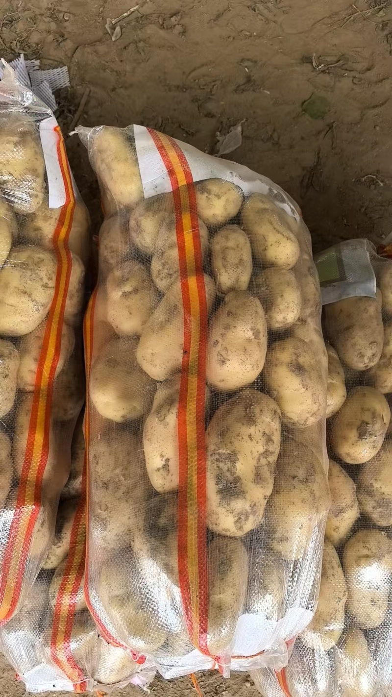 荷兰土豆，2两以上上不封顶，黄