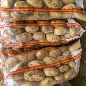荷兰土豆，2两以上上不封顶，黄