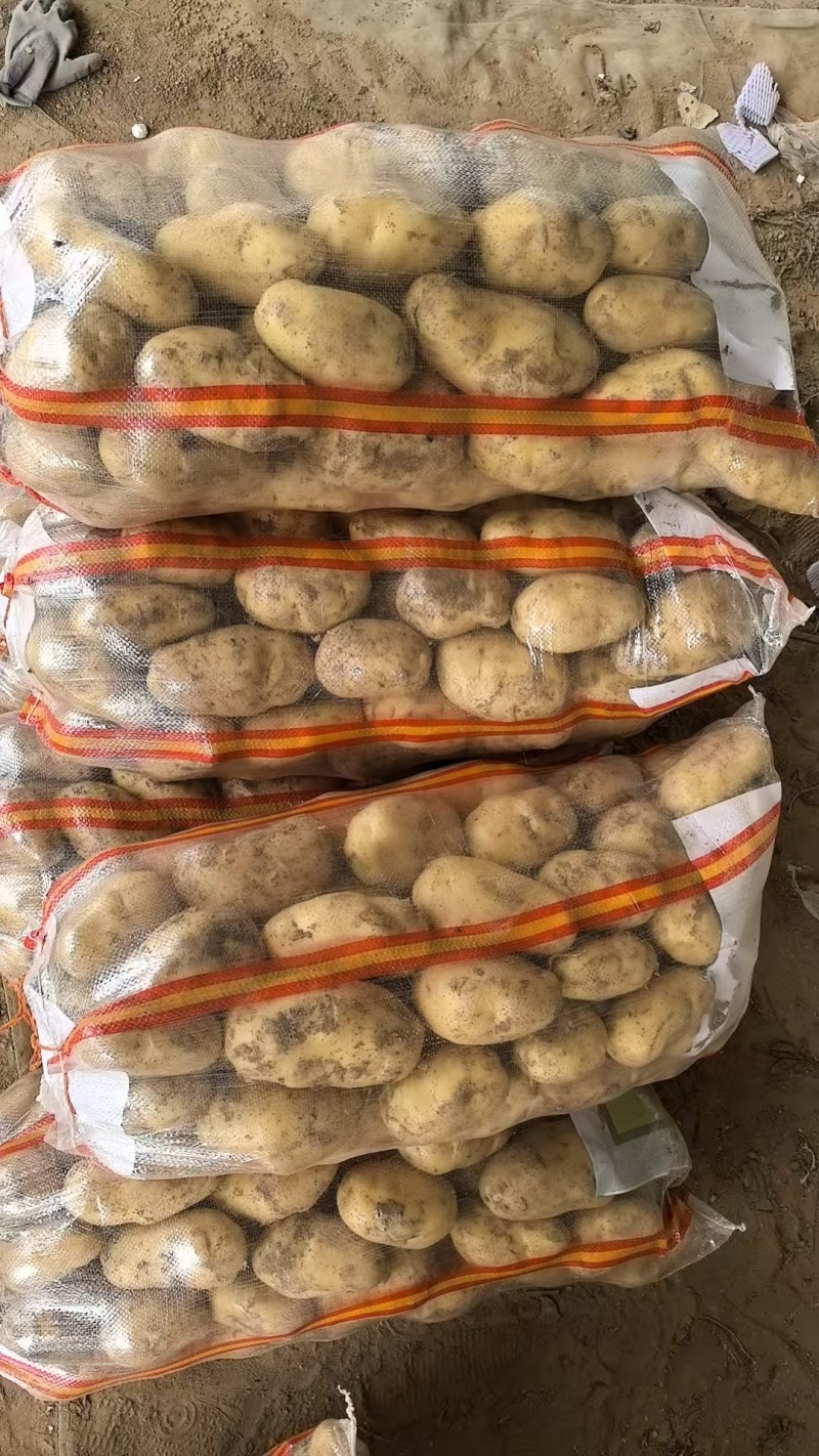 荷兰土豆，2两以上上不封顶，黄