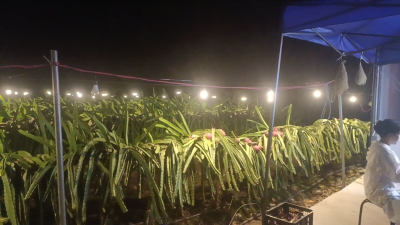 西双版纳红心火龙果接电商，市场一件代发