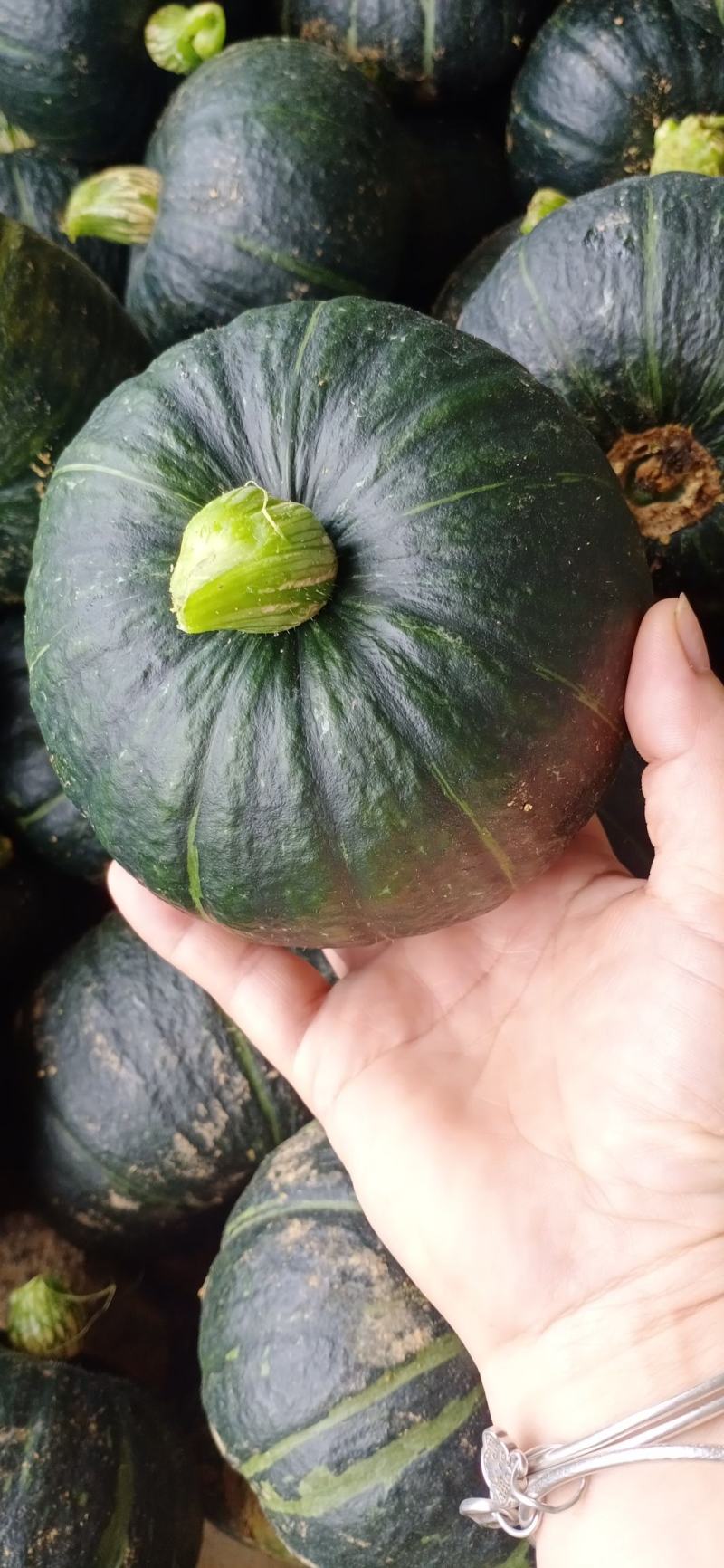 【好货推荐】贝贝南瓜粉糯香甜产地直供对接市场商超电商工厂