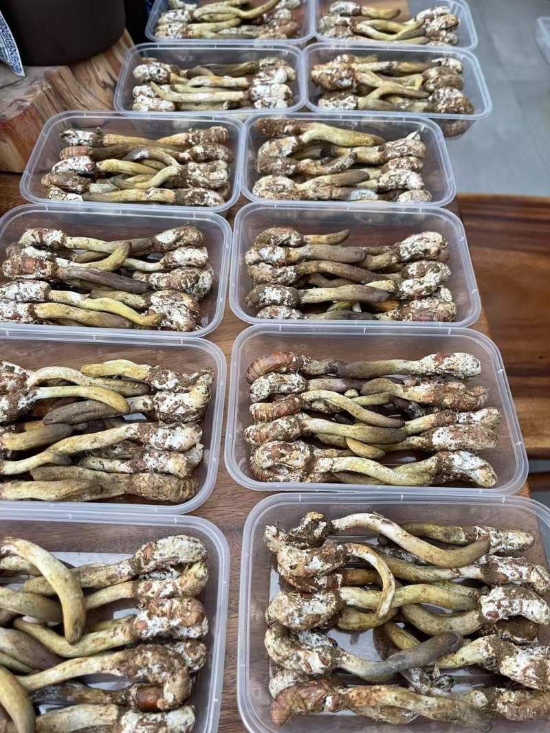 金蝉花新鲜货