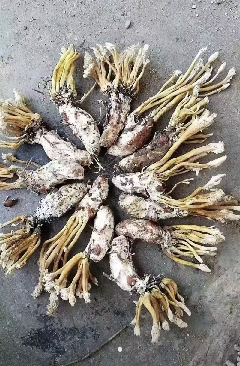 金蝉花新鲜货