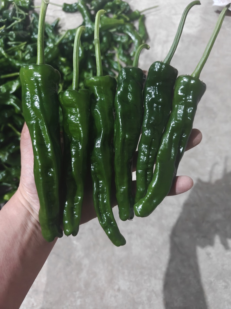 皱皮辣椒