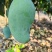 广西热带种植大青芒，150克到300克，高山种植量大从优