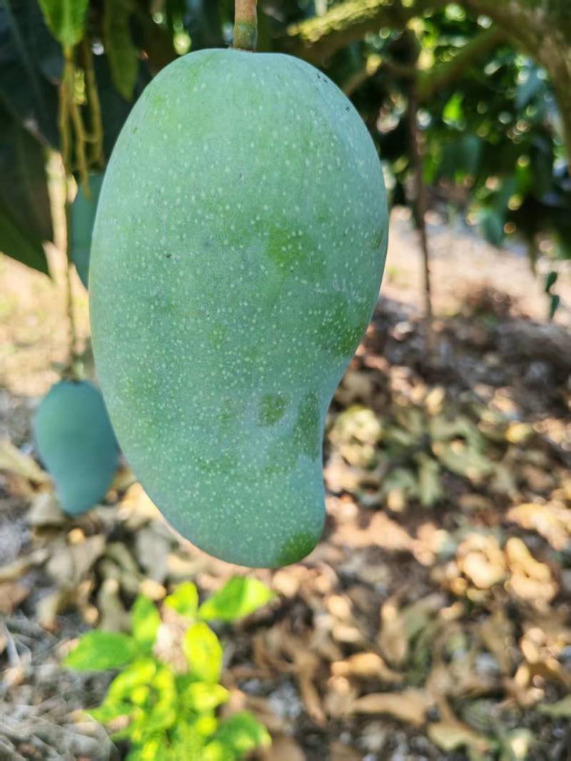 广西热带种植大青芒，150克到300克，高山种植量大从优